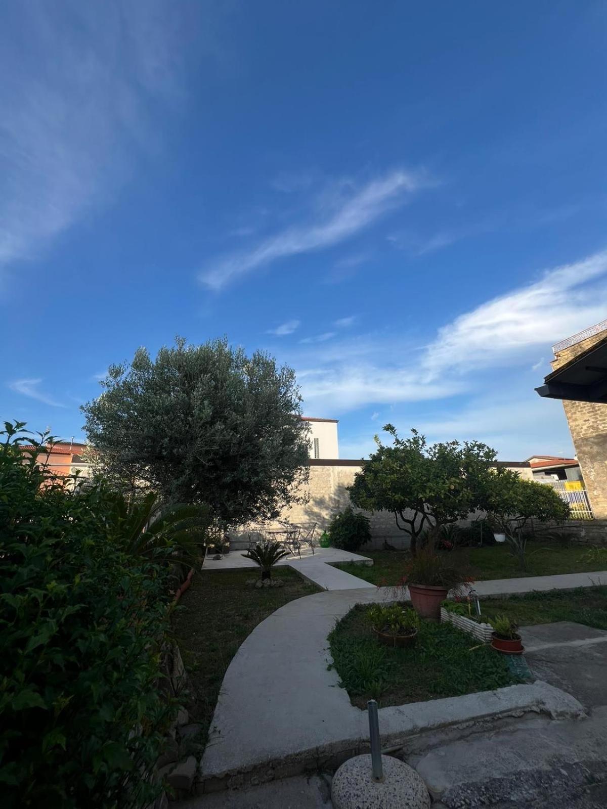Cycas Villa Cellole Dış mekan fotoğraf