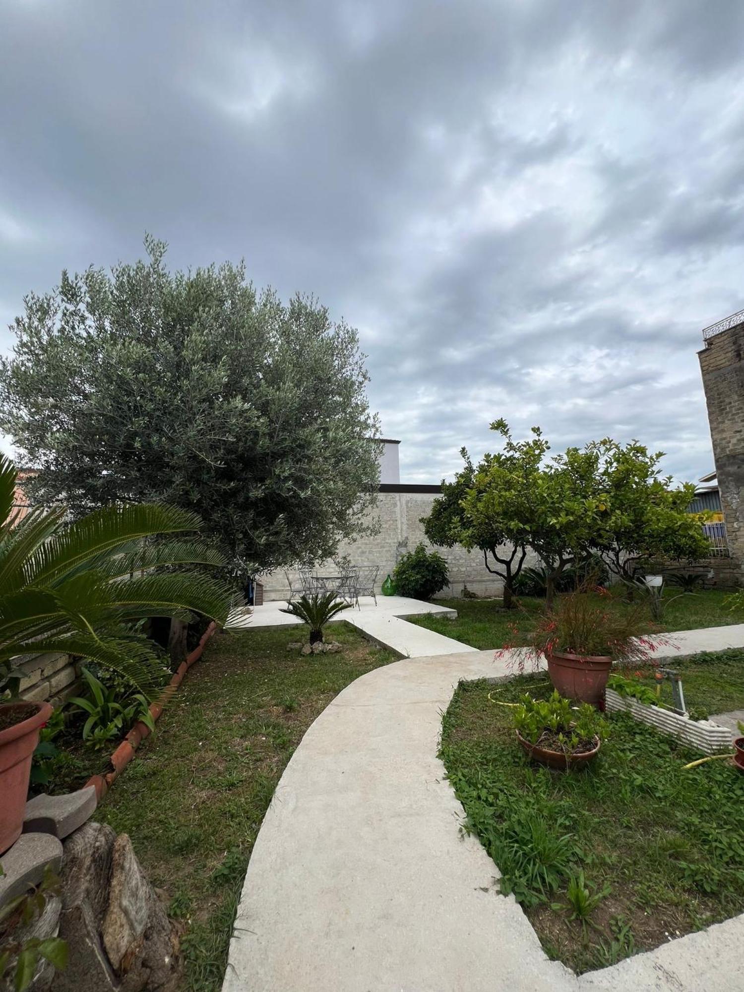 Cycas Villa Cellole Dış mekan fotoğraf